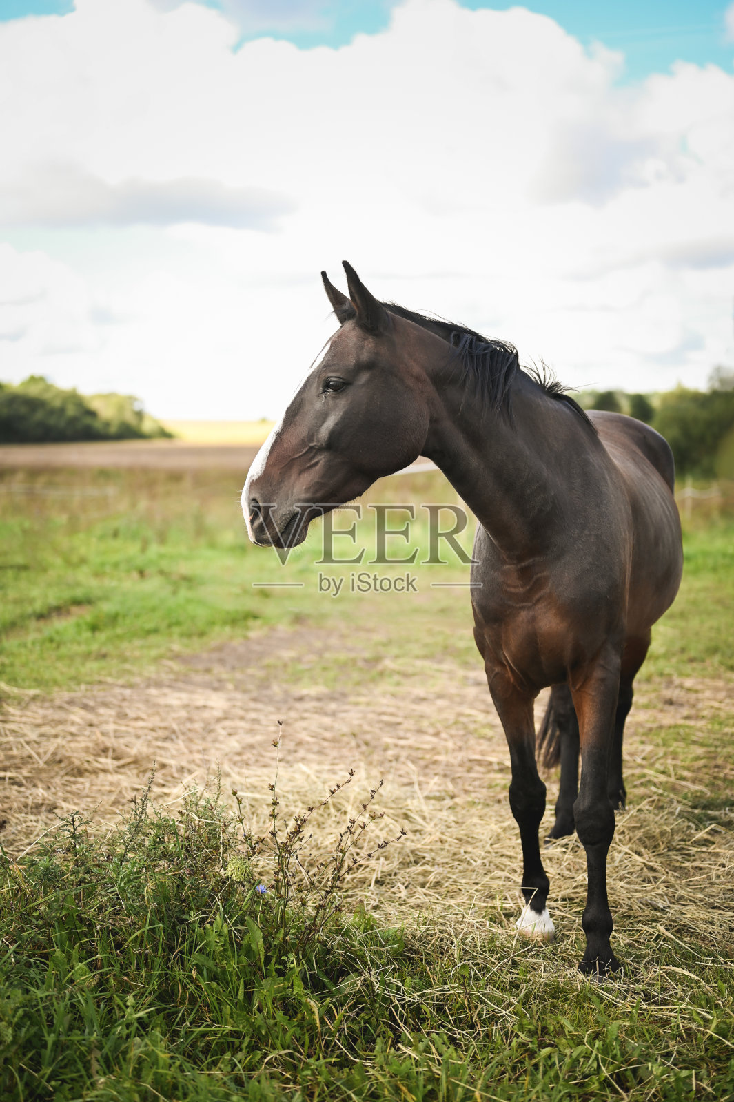 在草坪上的一匹小马的侧面视图肖像。照片摄影图片