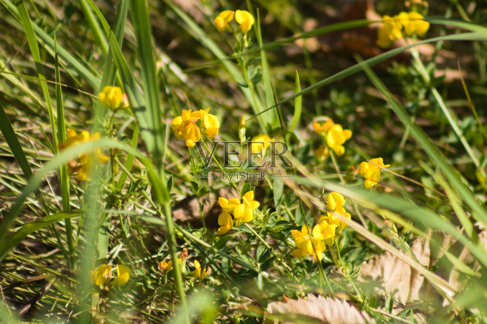普通鸟脚三叶草花的特写，选择性聚焦于前景照片摄影图片