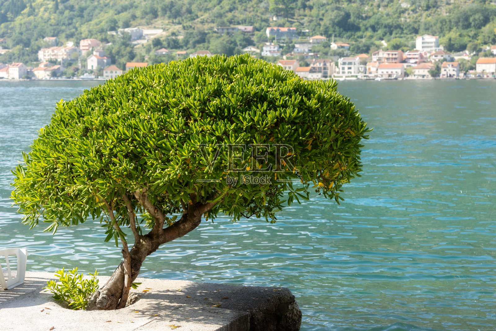 树和亚得里亚海镇海边，黑山照片摄影图片