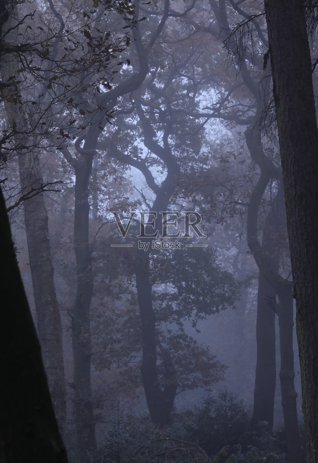 有树木和灌木的浓雾森林照片摄影图片