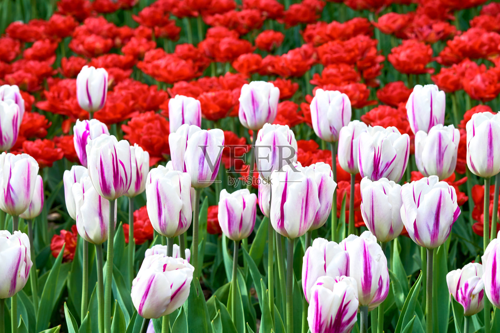 红白粉红的郁金香娇嫩怡人，生长在绿色的草坪、种植园上照片摄影图片