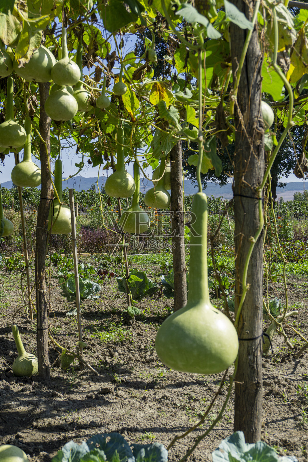 群葫芦植物，又叫葫芦，拉丁文名Lagenaria Siceraria，挂在园中的藤蔓上照片摄影图片