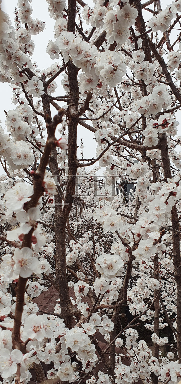 樱花照片摄影图片