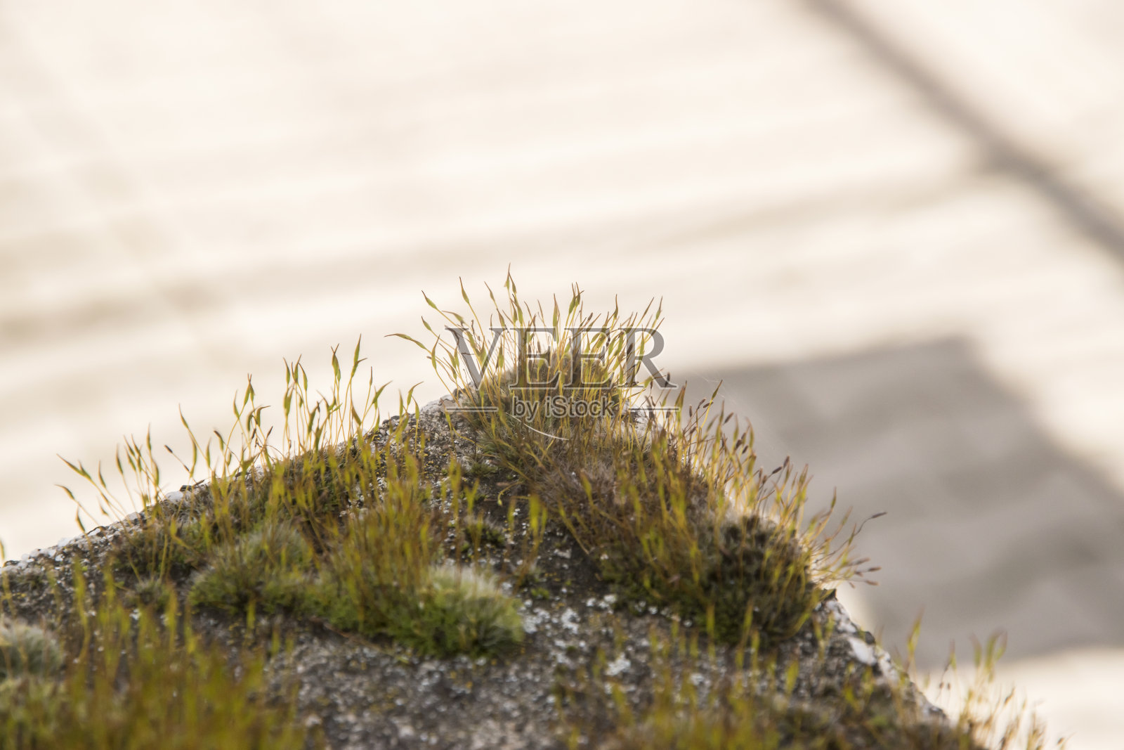 石栅栏上长着青苔照片摄影图片