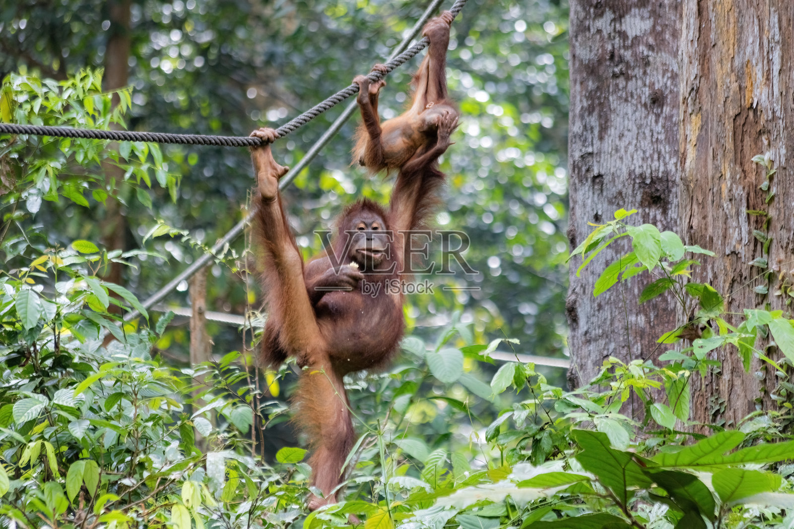 在马来西亚婆罗洲西庇洛克热带雨林保护区，一只猩猩在绳子上摇摆照片摄影图片
