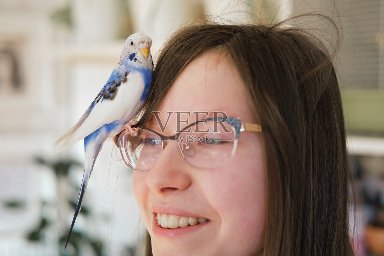 虎皮鹦鹉与女孩的眼镜玩耍。蓝色紫色鹦鹉站在主人头上。可爱的驯养紫罗兰色小鸟与青少年玩耍。友谊，与宠物的关系。可爱的家养动物照片摄影图片