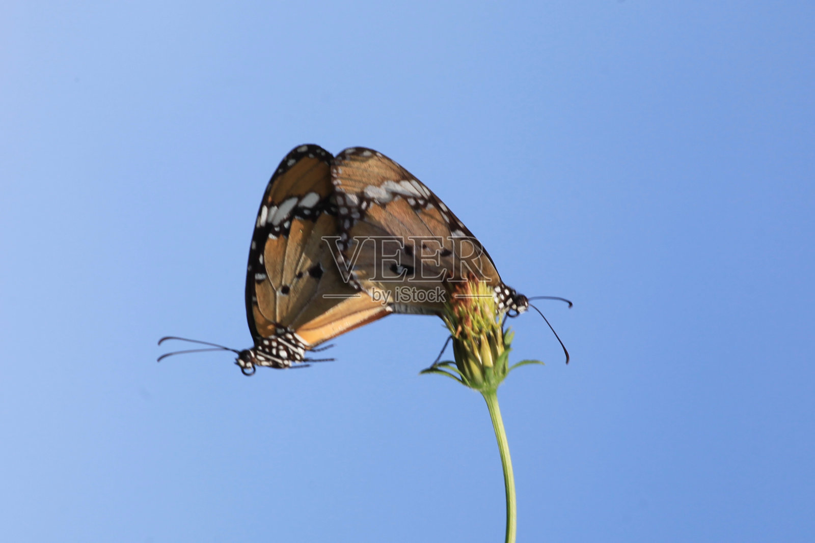 蝴蝶在花园里的红花上，以自然为背景。照片摄影图片
