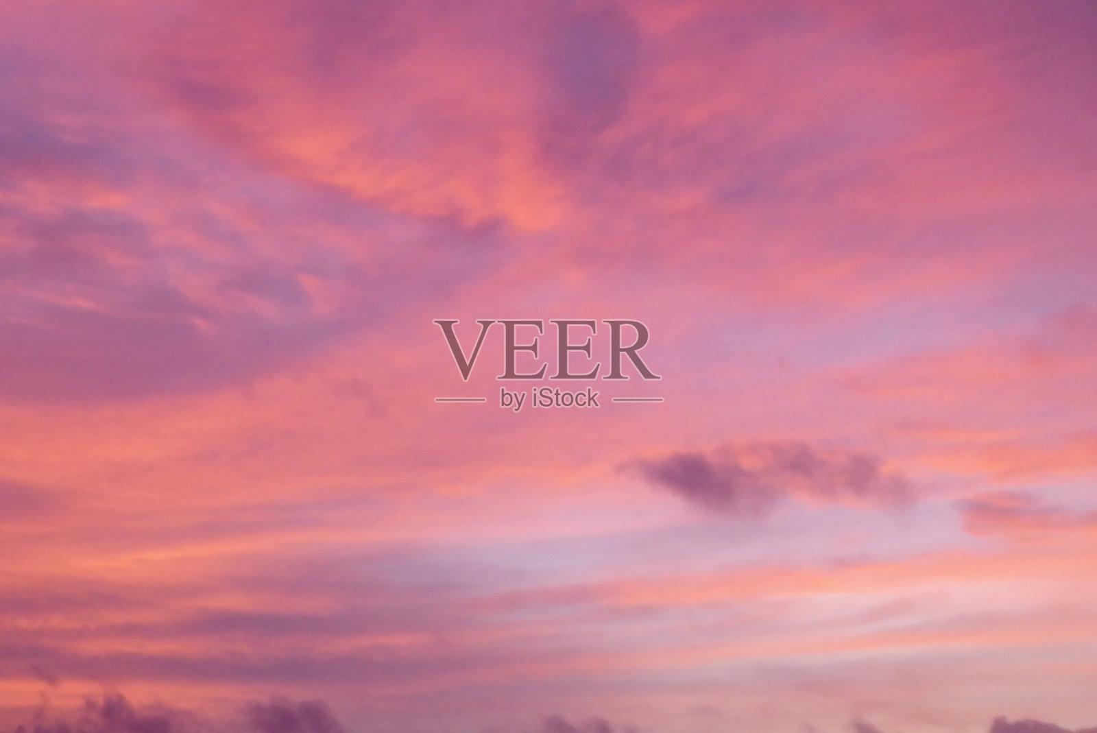 灿烂的粉红色和紫色照片摄影图片