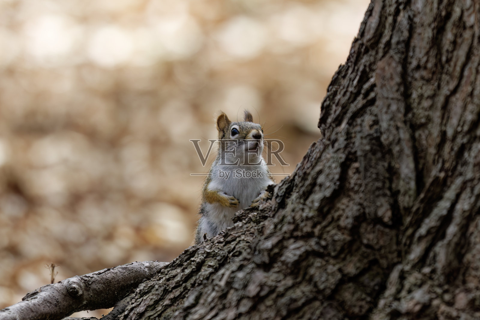 美洲红松鼠(Tamiasciurus hudsonicus)照片摄影图片
