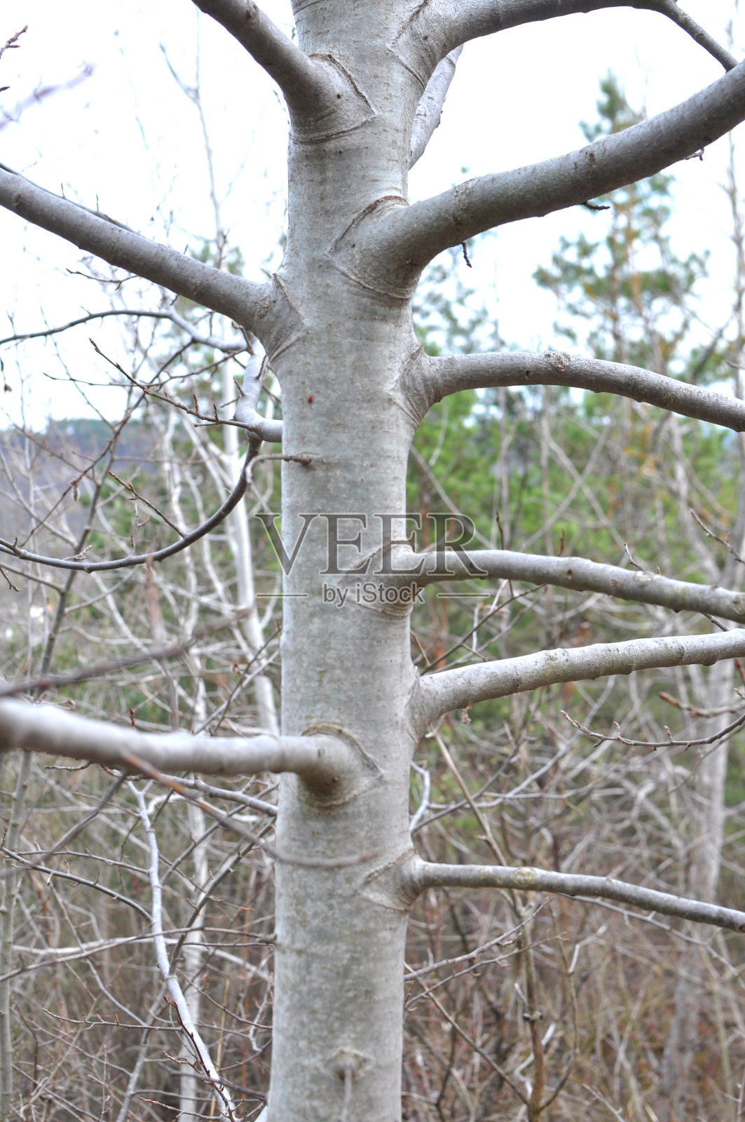 活的白杨树的树干照片摄影图片