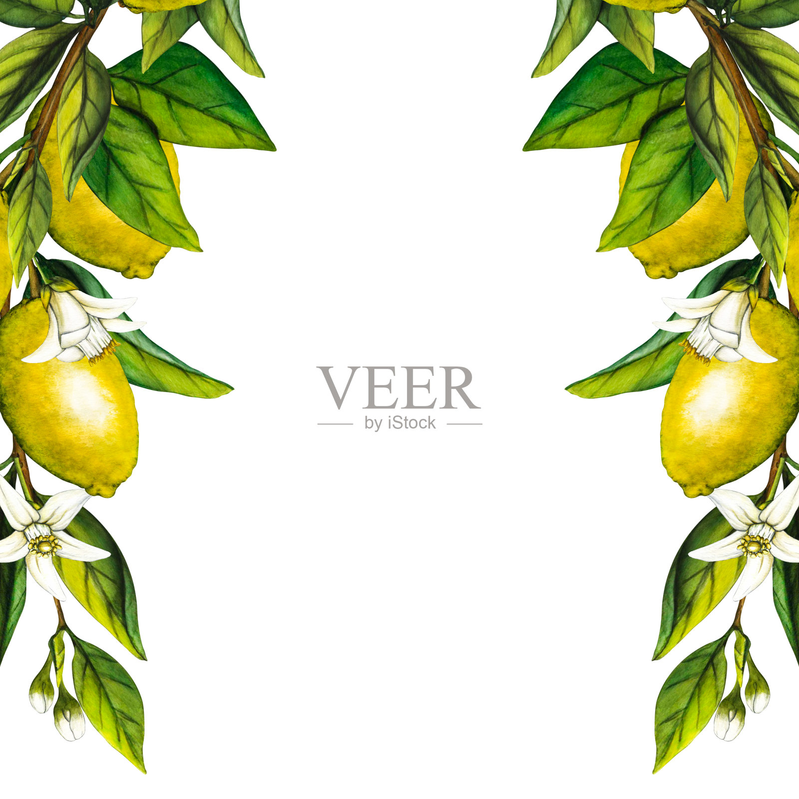 水彩柠檬树枝与花孤立在白色背景。手绘植物插图黄色柑橘类水果。用于设计的剪贴画对象插画图片素材