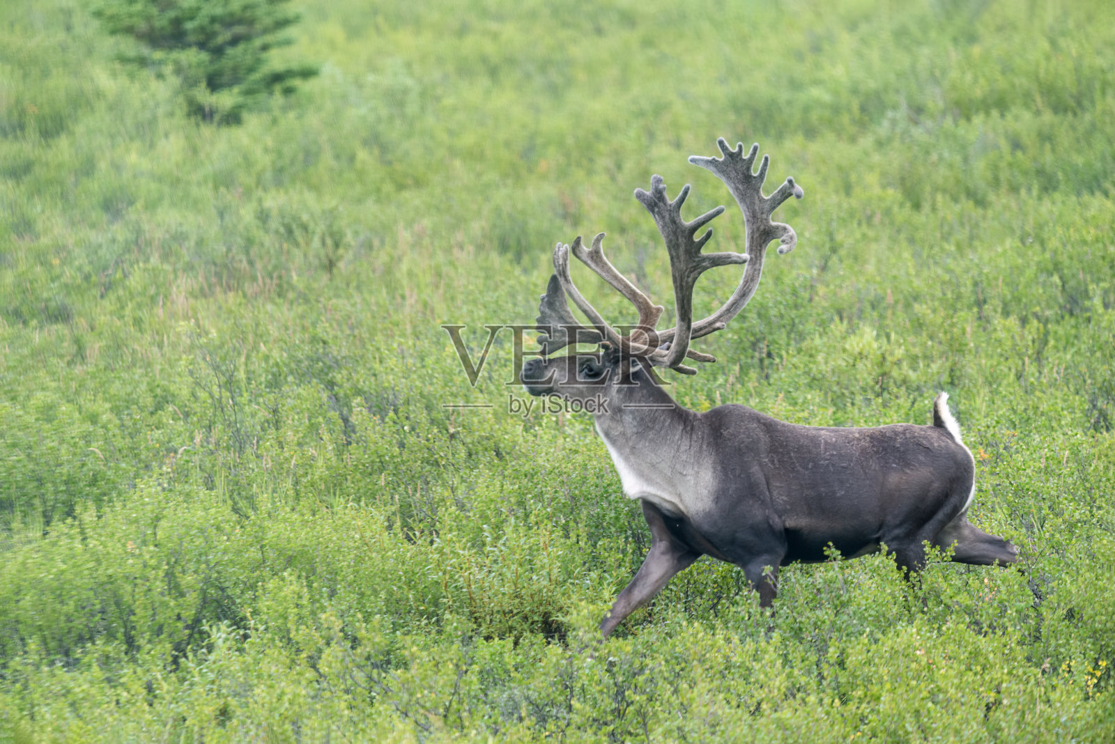 一只雄性驯鹿在德纳里国家公园和保护区散步。阿拉斯加。美国。照片摄影图片