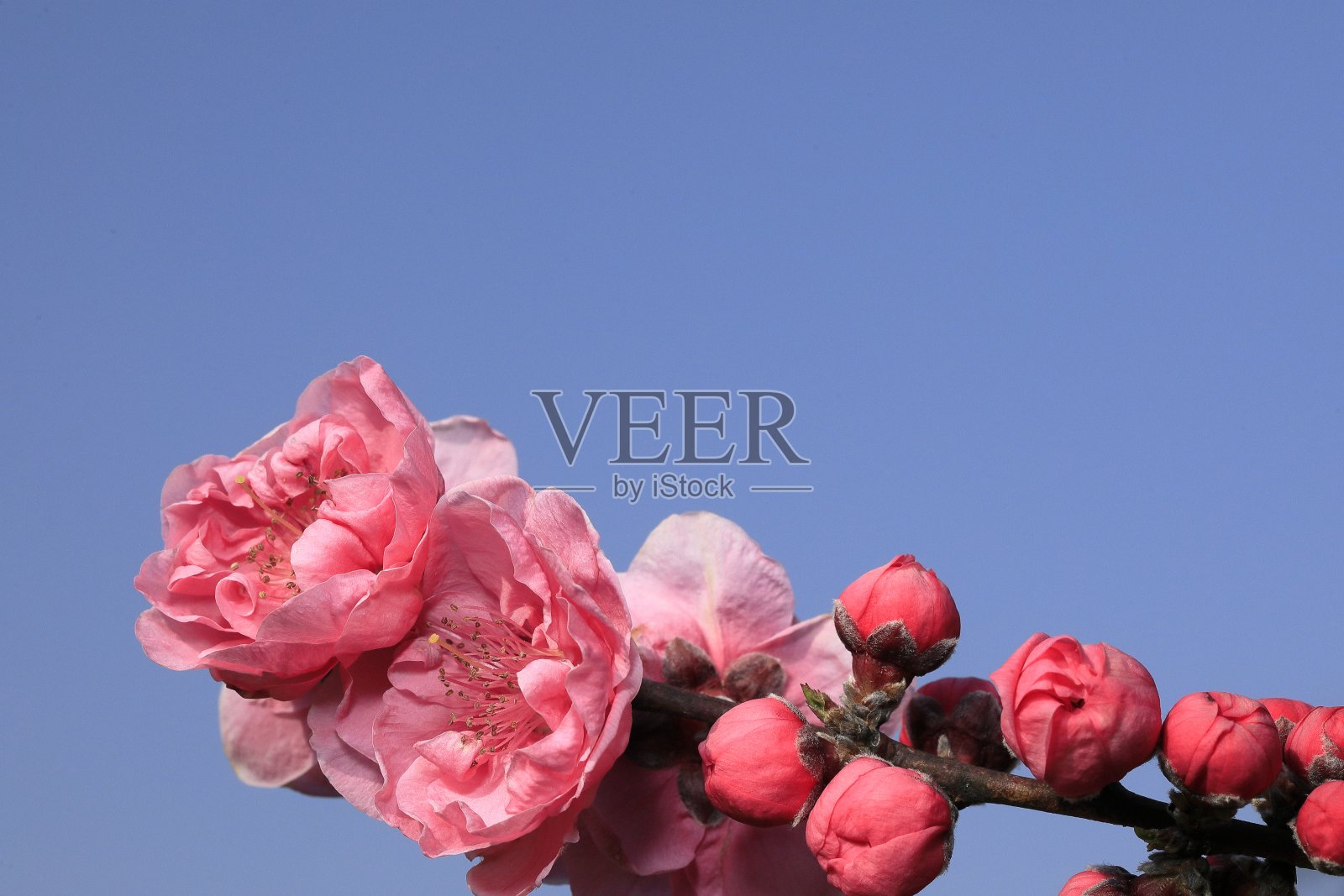 美丽Hanamomo照片摄影图片