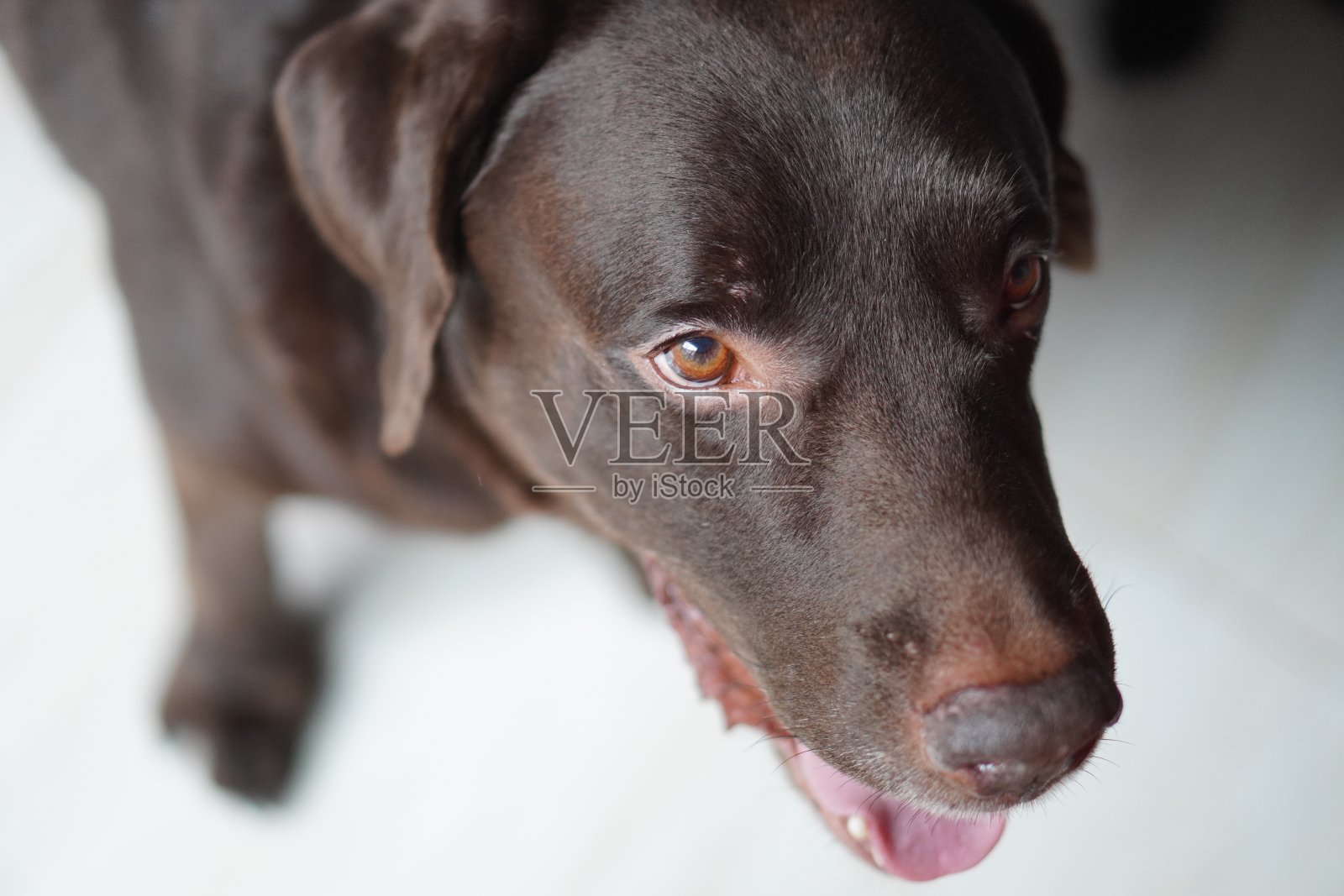 快乐的棕色拉布拉多犬望向别处照片摄影图片