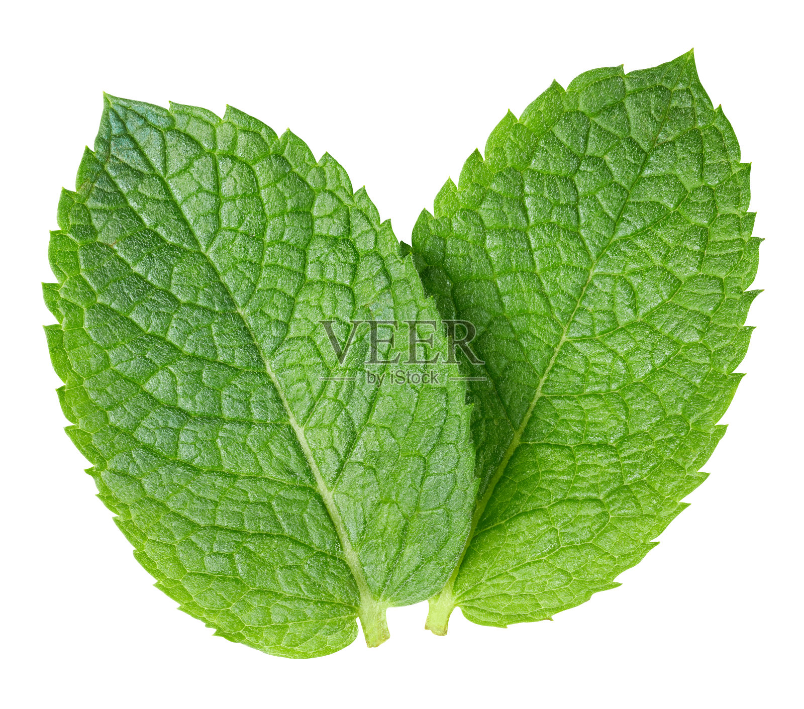 薄荷叶孤立在白色上照片摄影图片