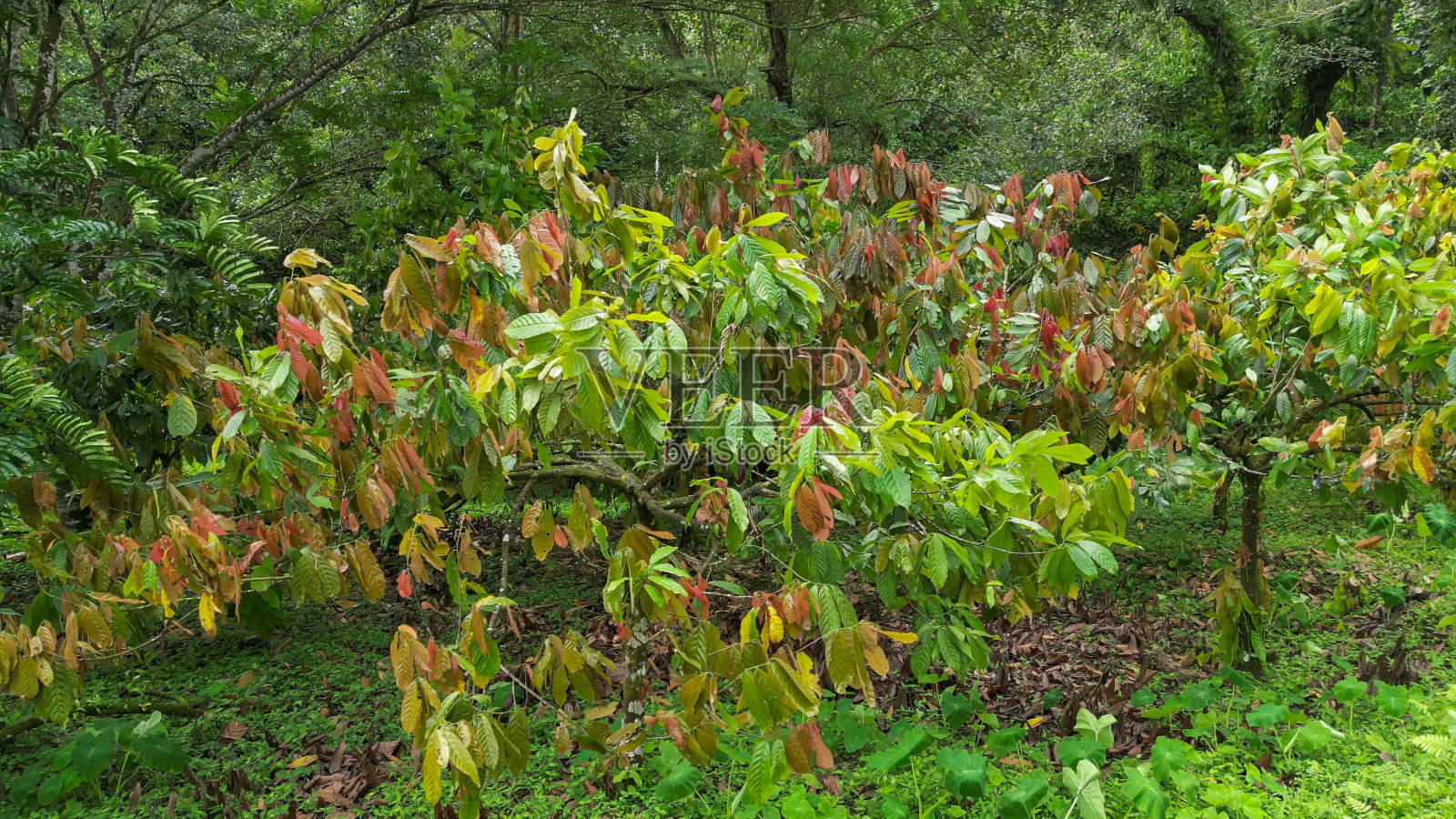 非洲圣多美，郁郁葱葱的绿色景观，前景中有许多椰子树照片摄影图片