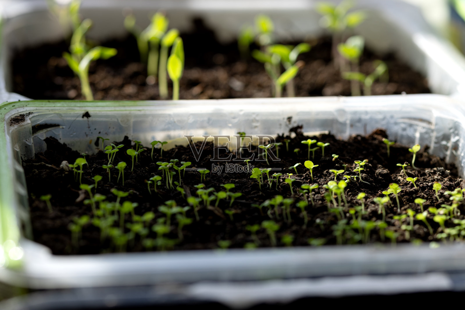 在单独的容器中种植的粗雏菊芽照片摄影图片