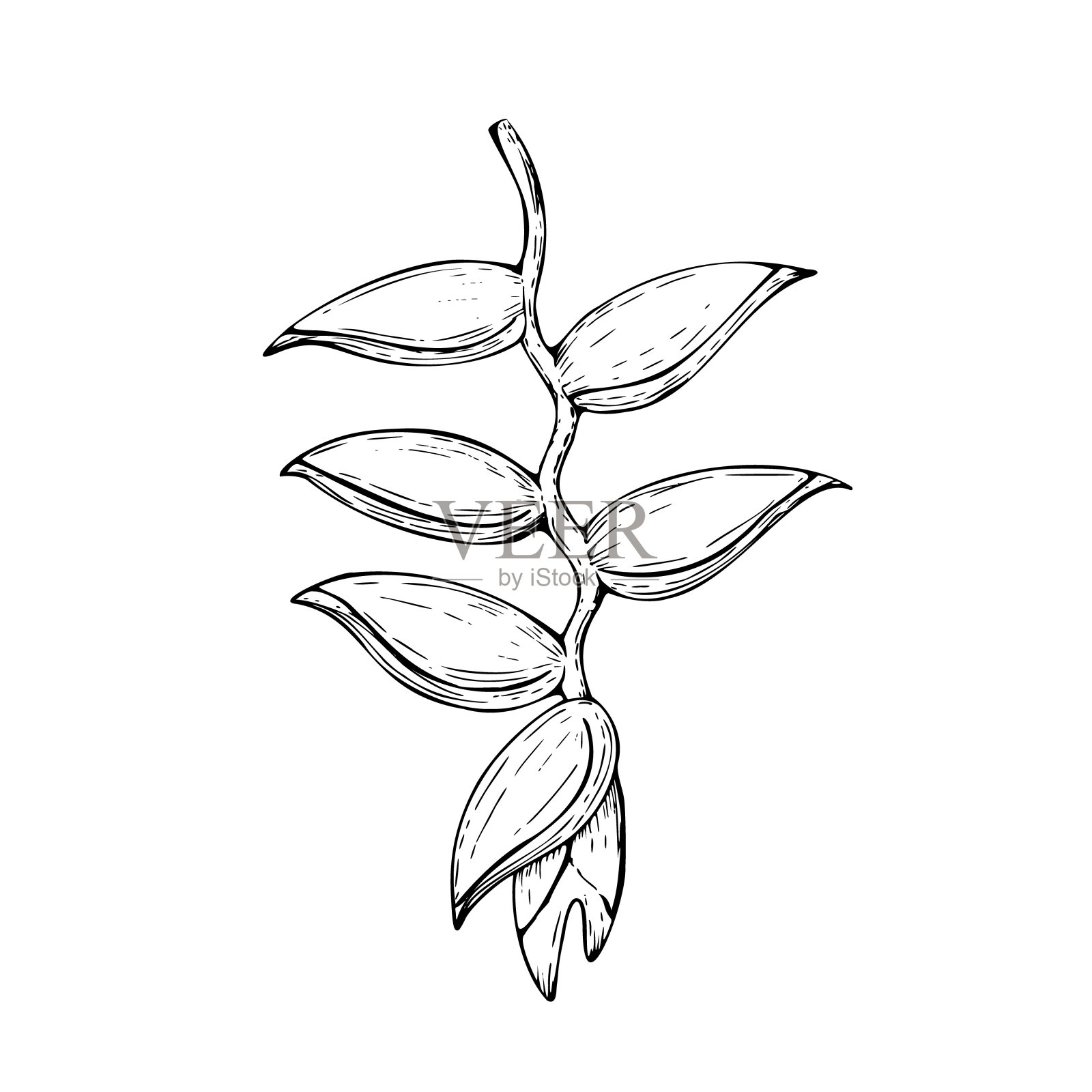 热带矢量向日葵花插图孤立的背景。美丽的植物手绘线性奇异的金花。适用于设计师、水疗装饰、明信片、婚礼、问候、壁纸、包装纸、废品。插画图片素材