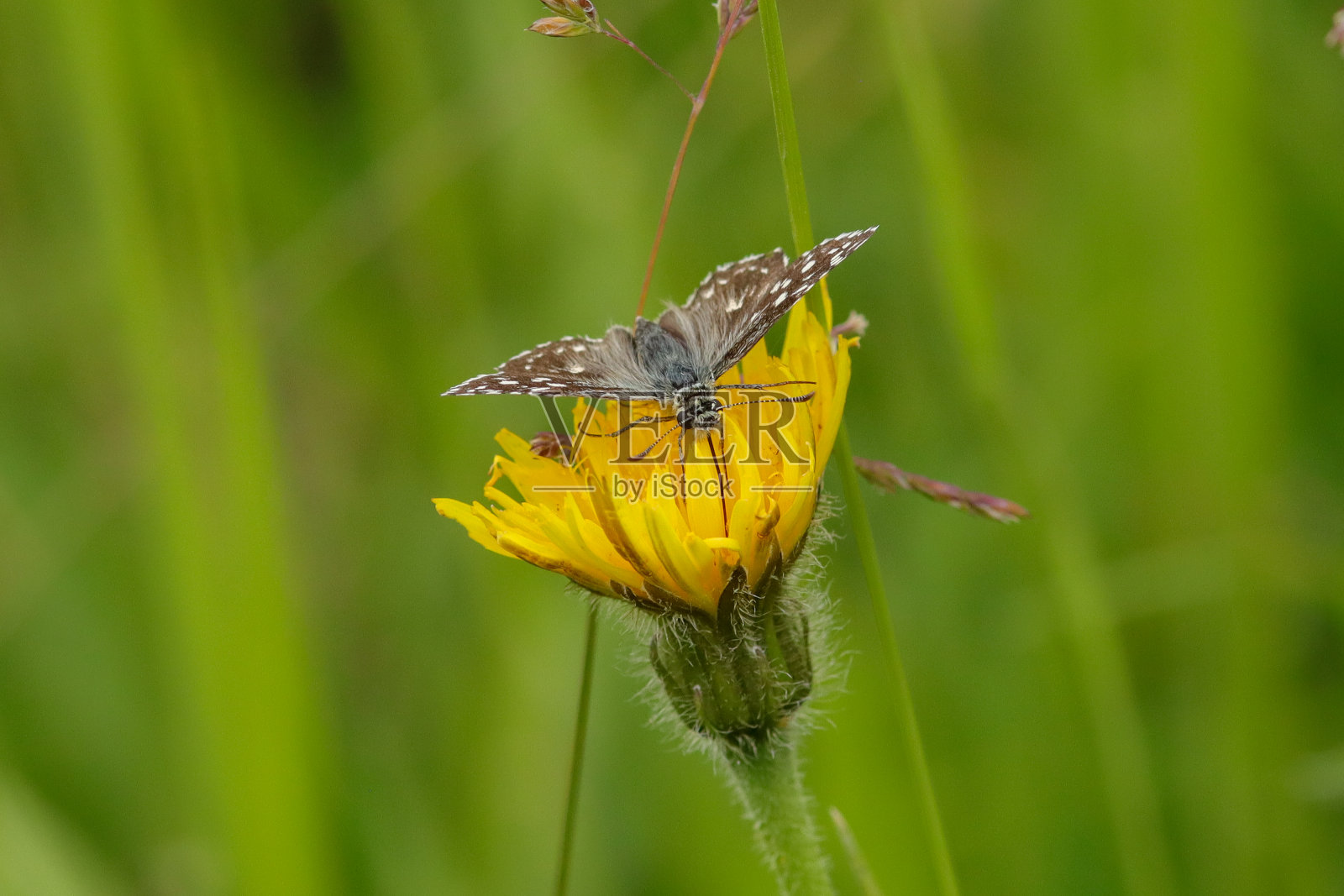 蓝喉蚜(皮蝇)照片摄影图片