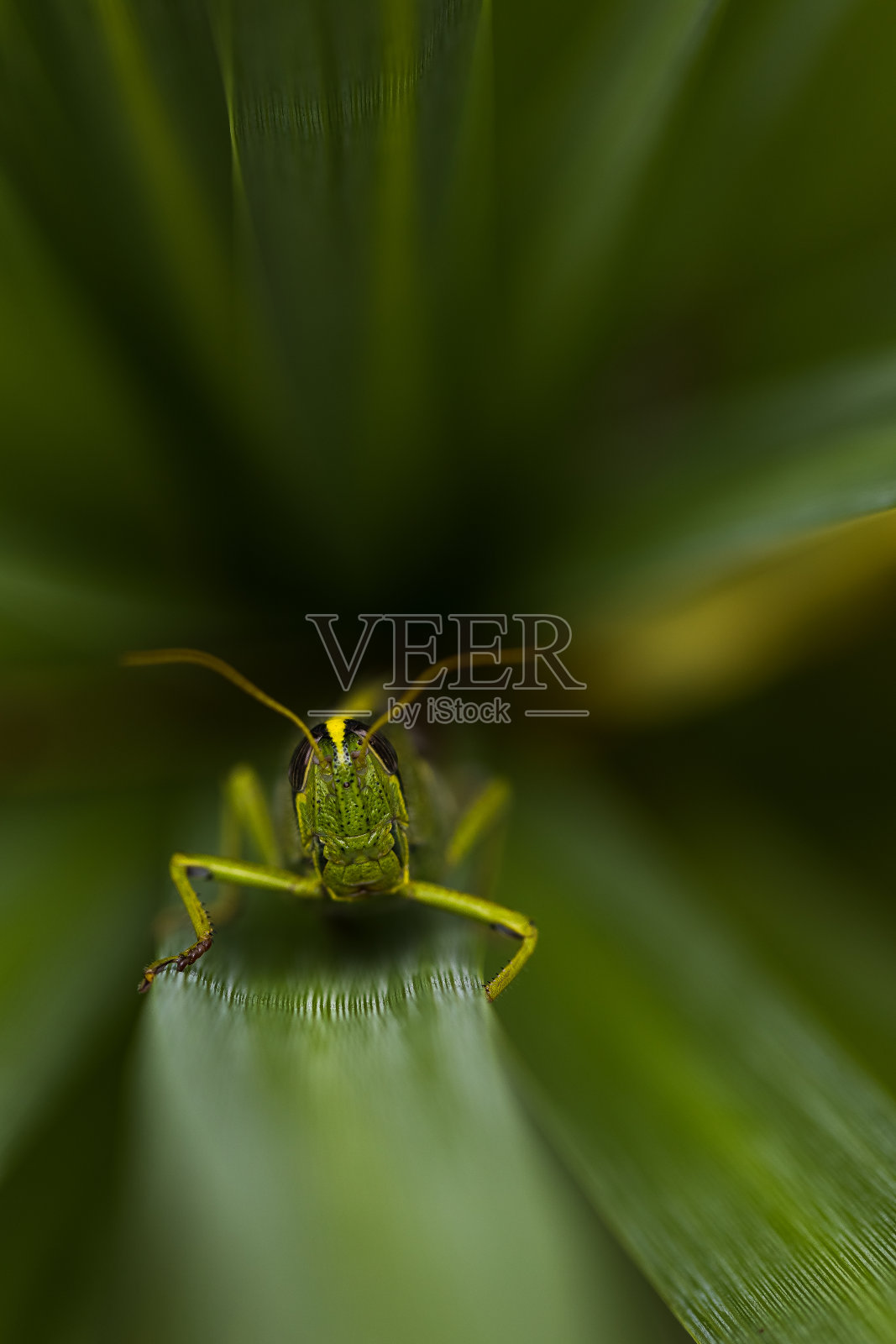 蝗群(血吸虫目)照片摄影图片