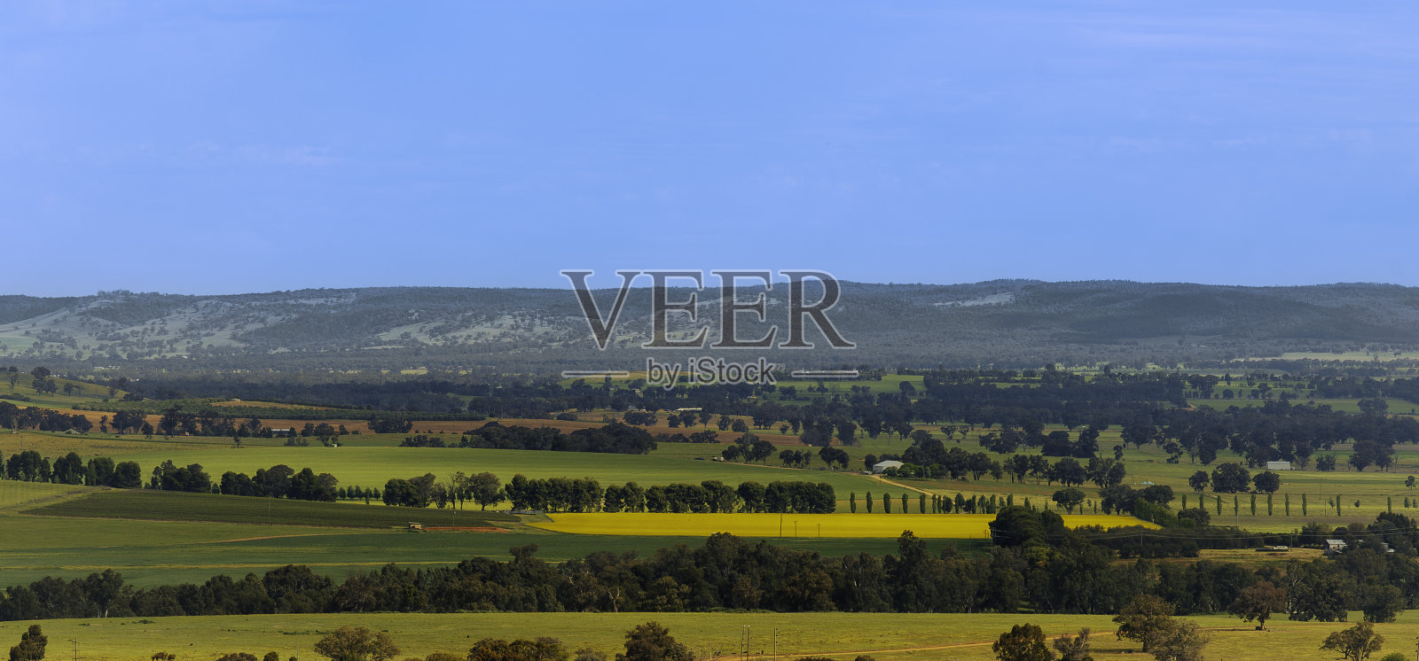 科拉镇美丽的油菜地照片摄影图片