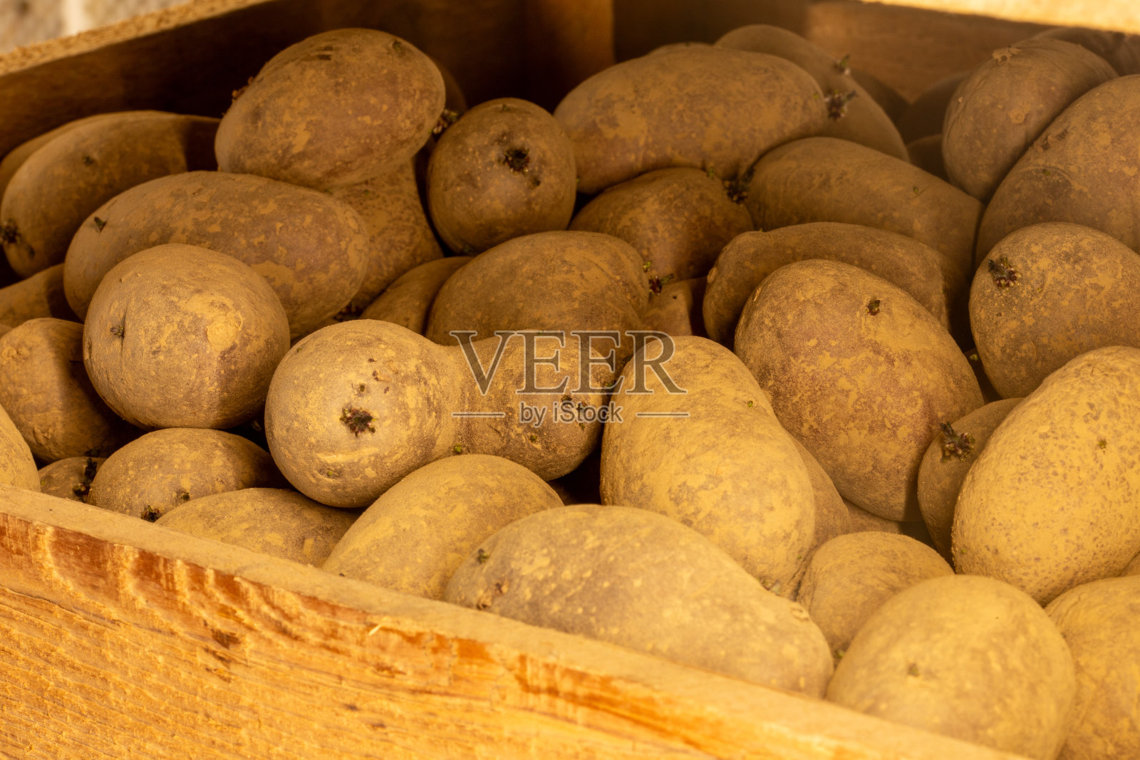 储存在盒子里的发芽马铃薯(种马铃薯)照片摄影图片