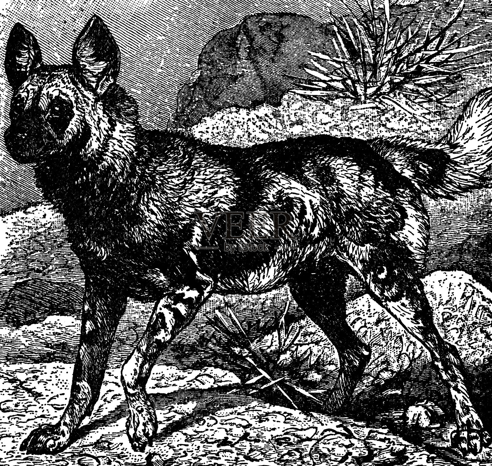 非洲野狗(Lycaon Pictus) - 19世纪插画图片素材
