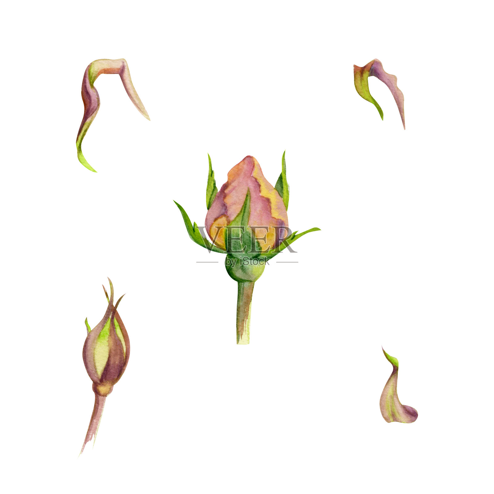 手绘水彩插图破旧的波西米亚植物花叶。灰蒙蒙的英国茶玫瑰，枯萎的花蕾，粉红色的奶油。白色背景上孤立的单一物体。设计婚礼、爱情贺卡插画图片素材