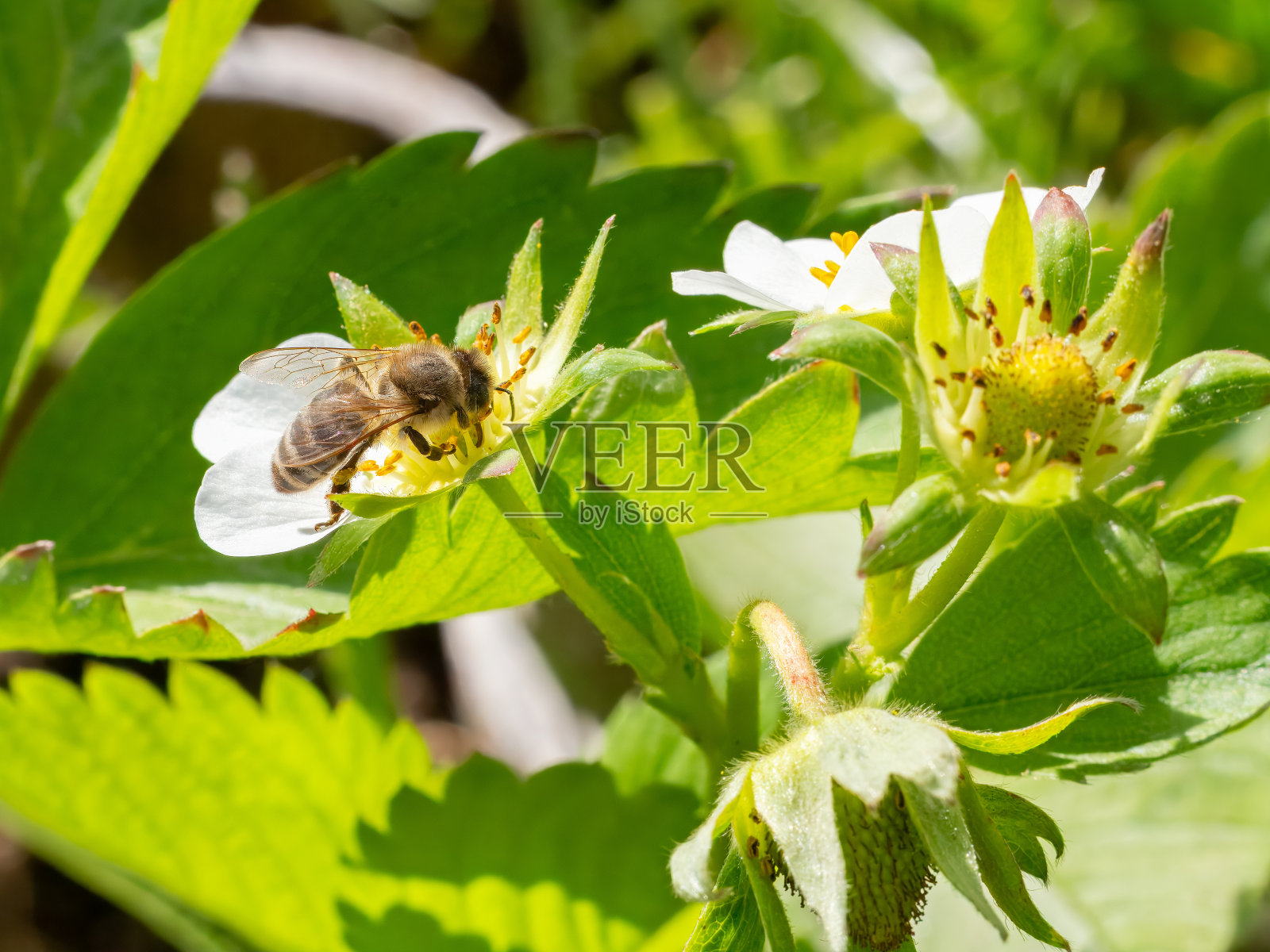 花园里开花的草莓丛和一只蜜蜂。照片摄影图片