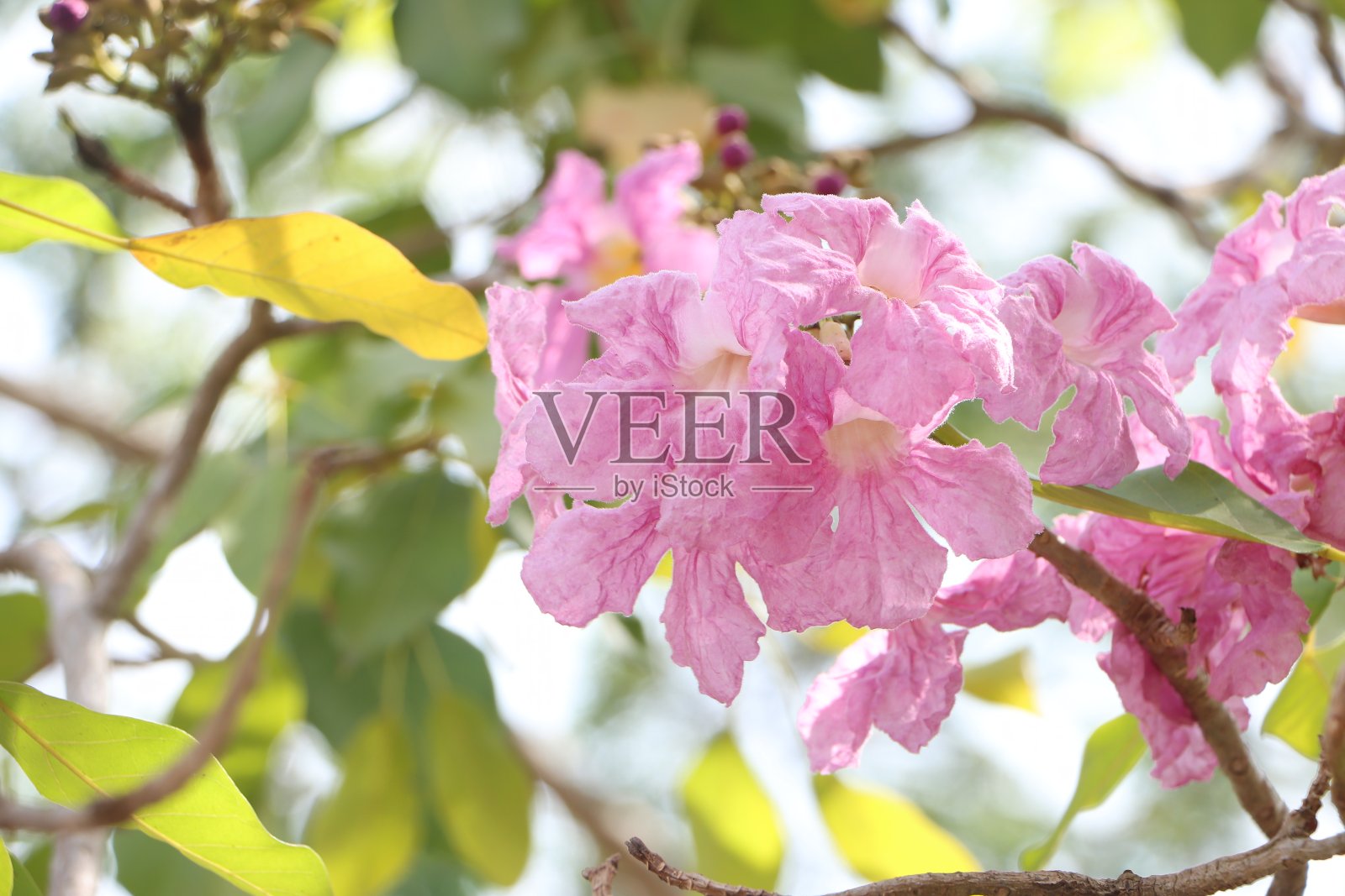 在越南湄公河三角洲，阳光明媚的早晨，粉红色的玫瑰色喇叭花盛开，被称为tabebuia rosea或roble de sabana。照片摄影图片