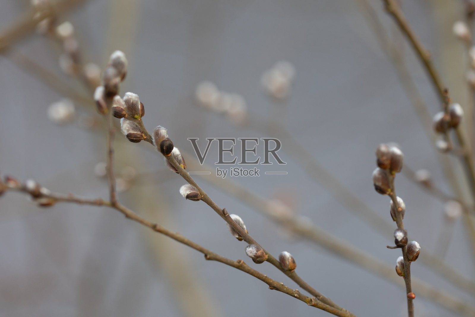 拉脱维亚盖亚国家公园春天美丽的树枝。照片摄影图片