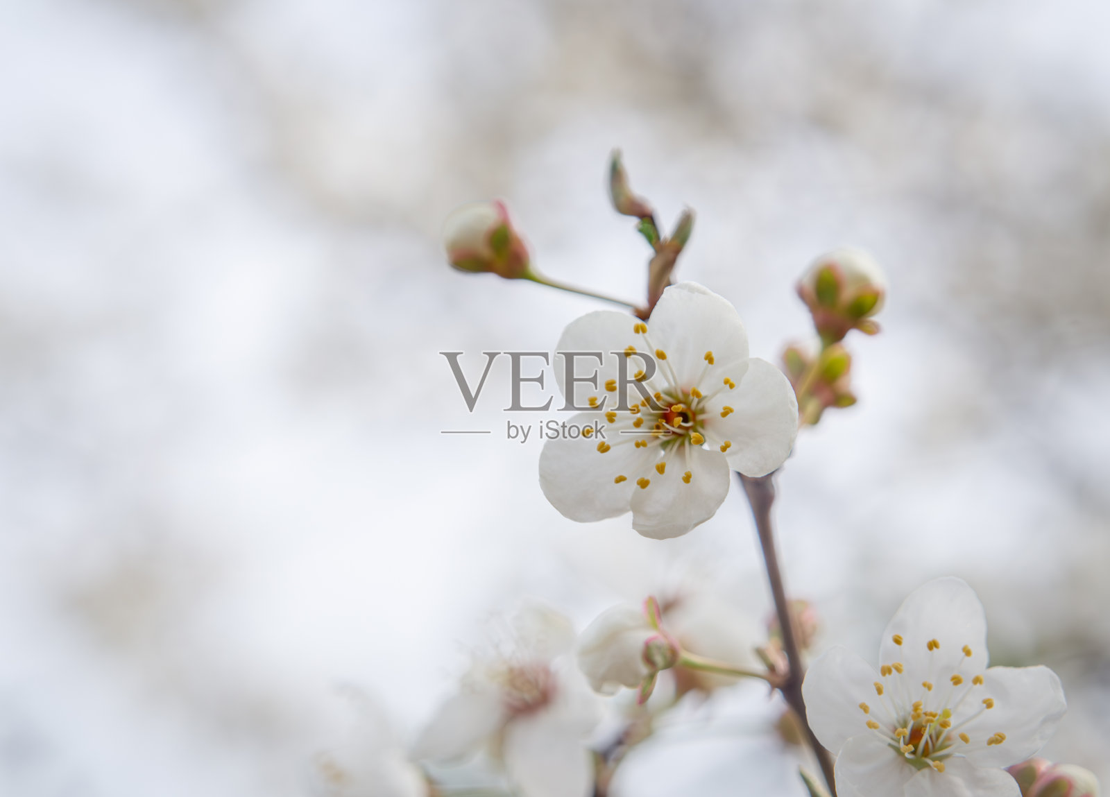 树上盛开的花蕾照片摄影图片