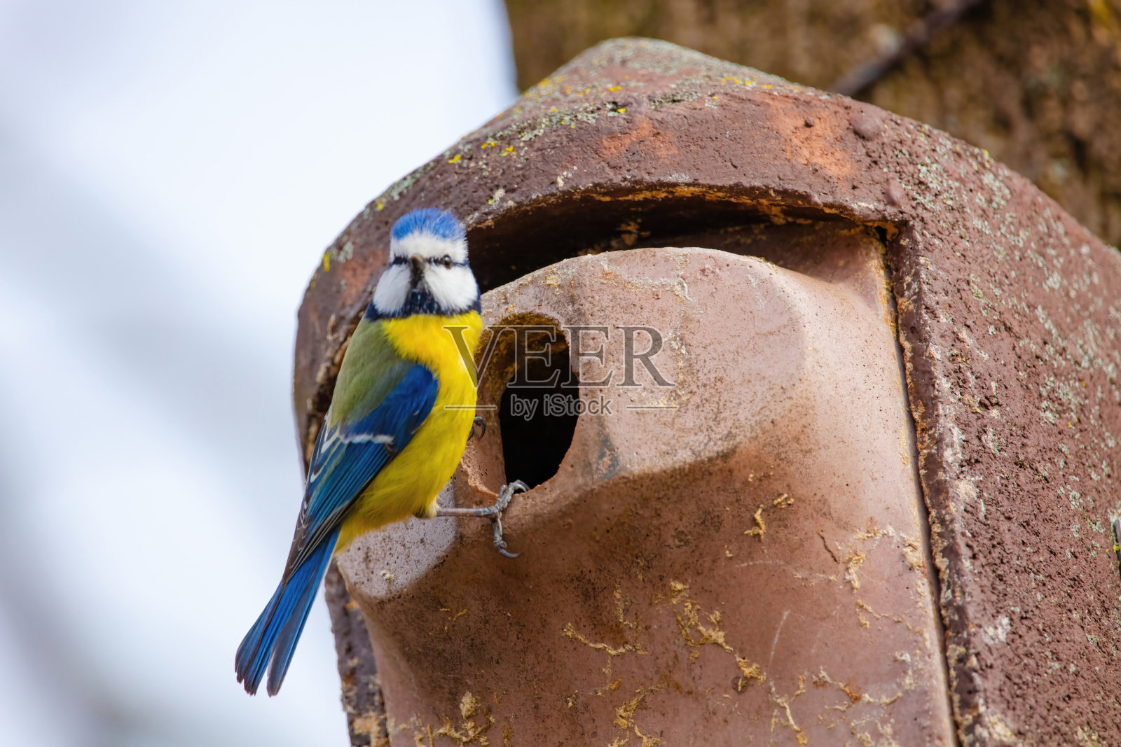 欧亚山雀(Parus major)，自然野生动物照片摄影图片