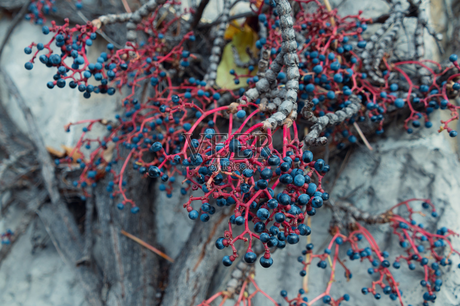 孤雌草的蓝莓。波士顿常青藤爬墙。照片摄影图片