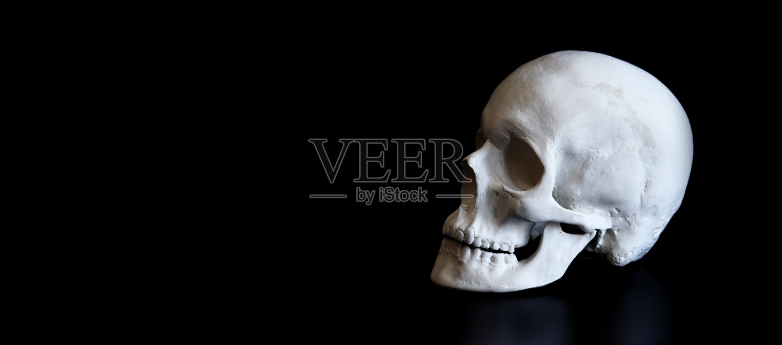 假石膏头盖骨照片摄影图片