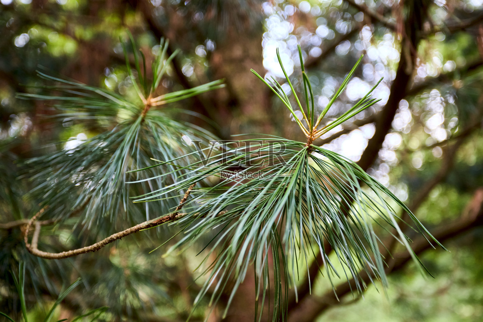 雪松树枝，长而蓬松的针叶在焦点花卉背景。西伯利亚松或西伯利亚松。松枝上有细长的针叶选定重点。照片摄影图片