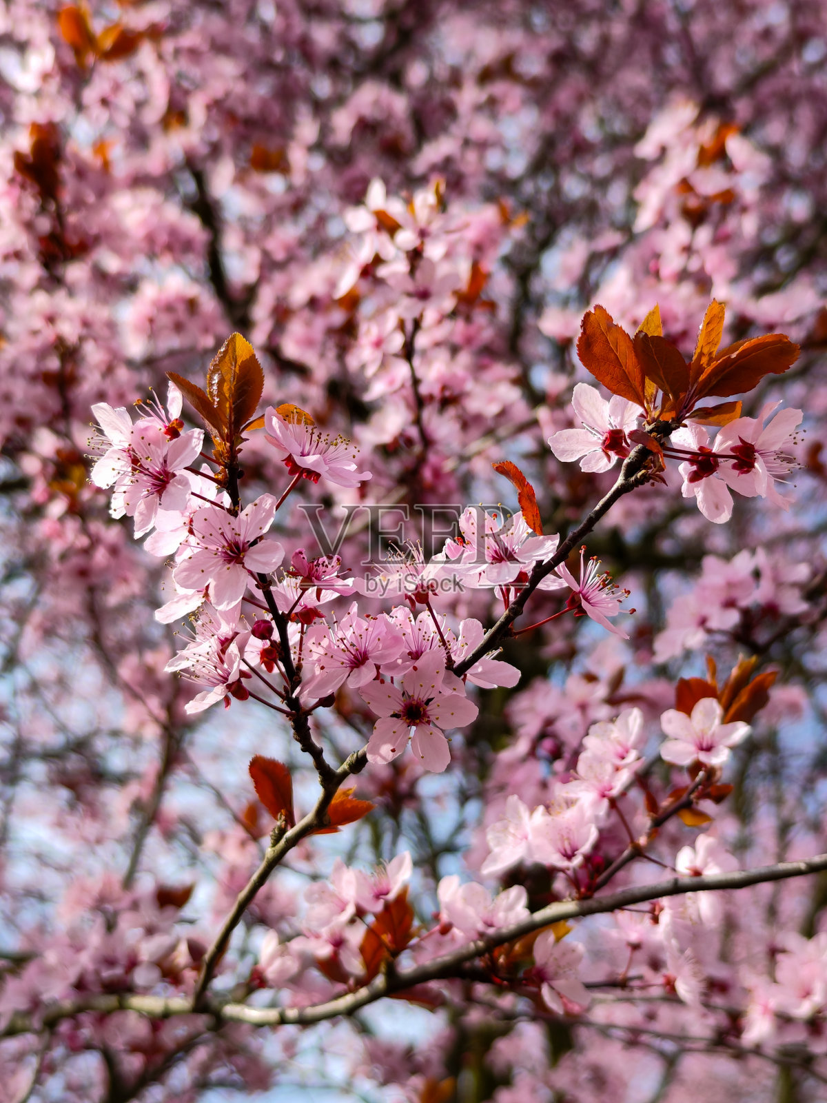 美丽的樱花。照片摄影图片
