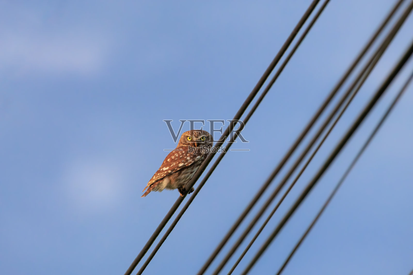 小猫头鹰落在了电缆上照片摄影图片