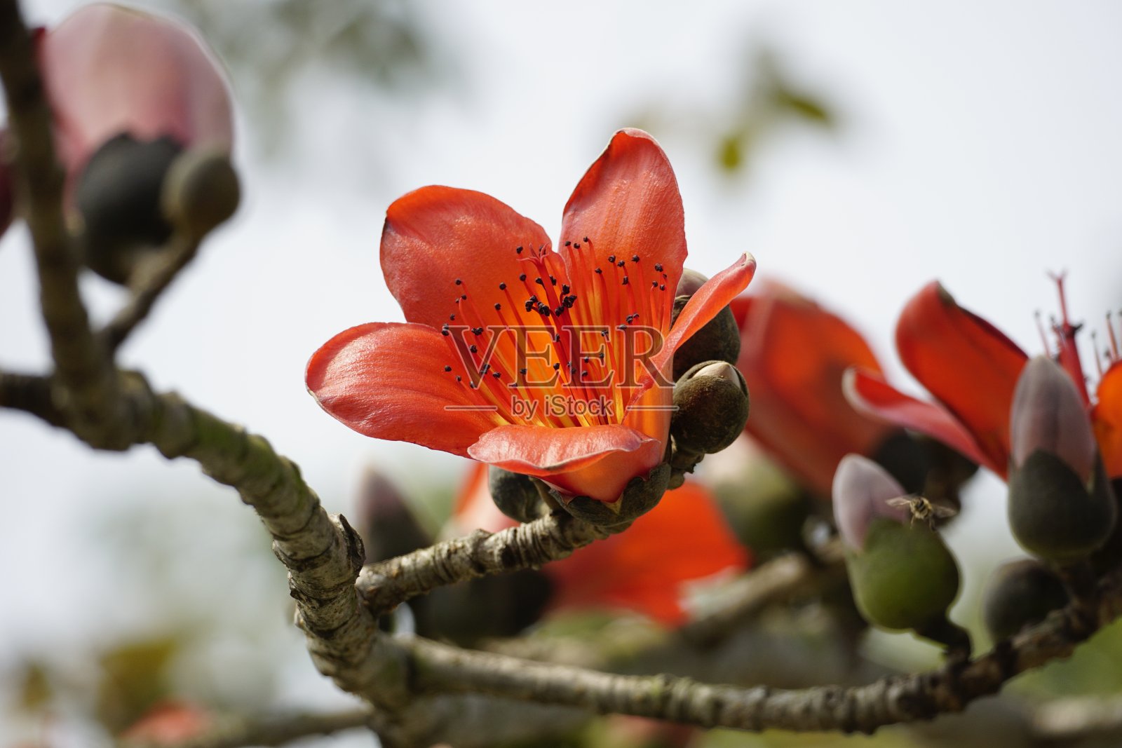 木棉花在树上绽放的特写照片摄影图片