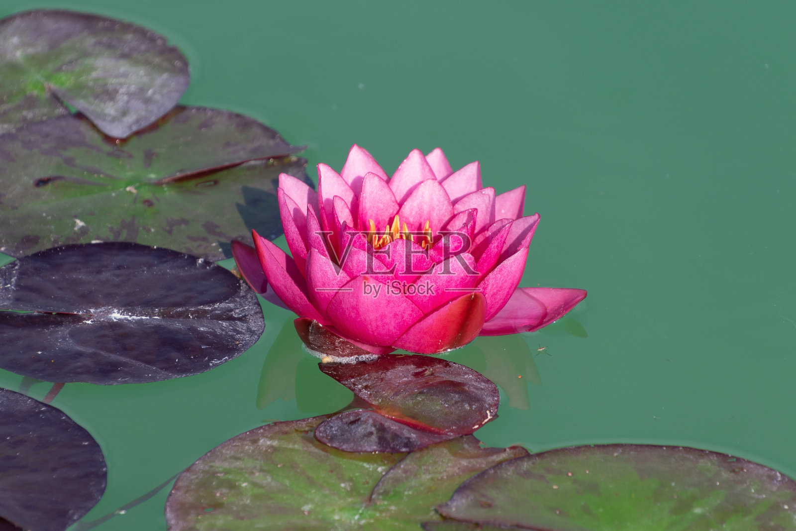 粉红色的睡莲在水中。照片摄影图片