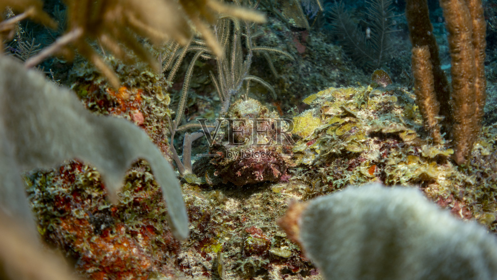 蝎子鱼照片摄影图片