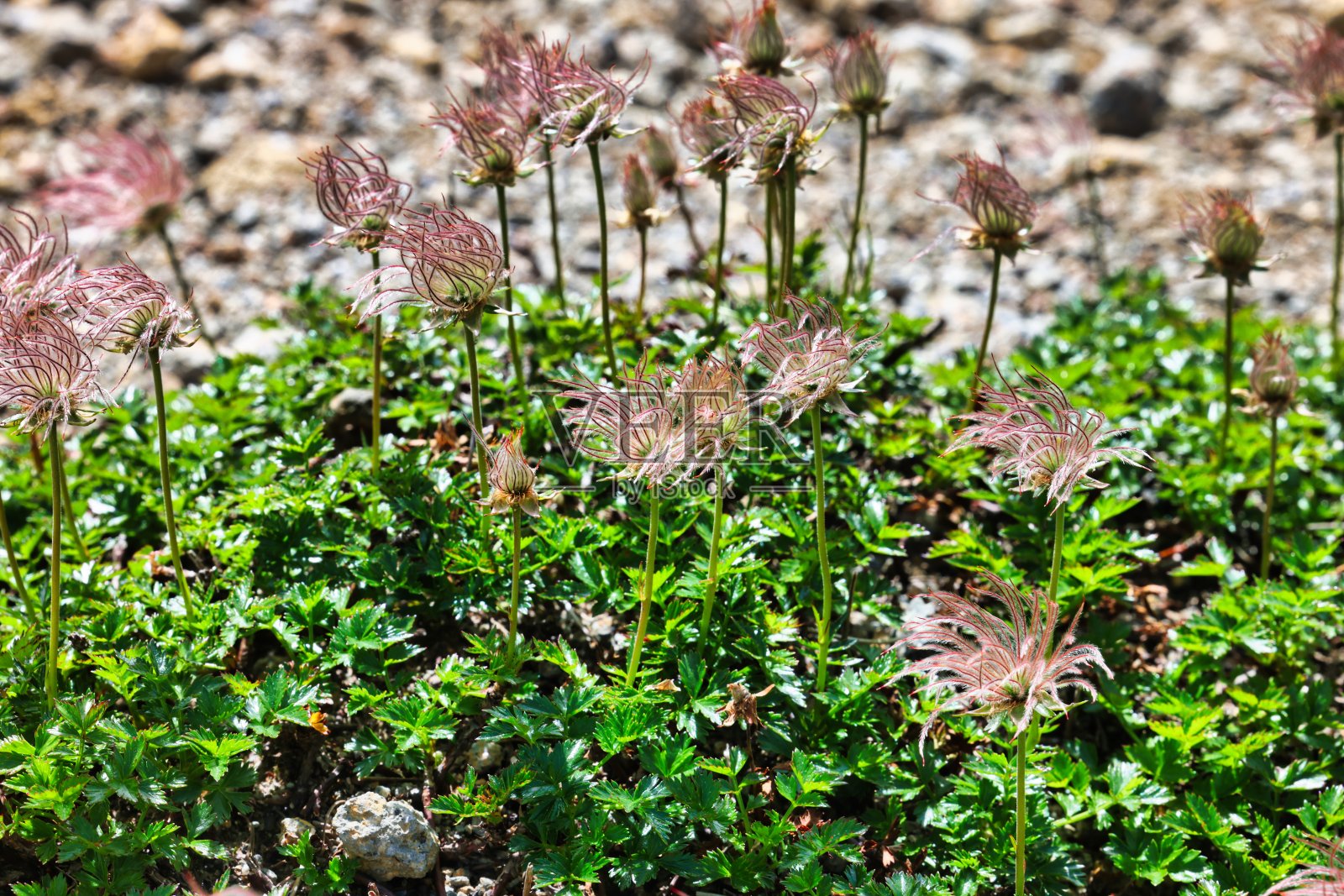 产自日本白山山的一种高山植物照片摄影图片