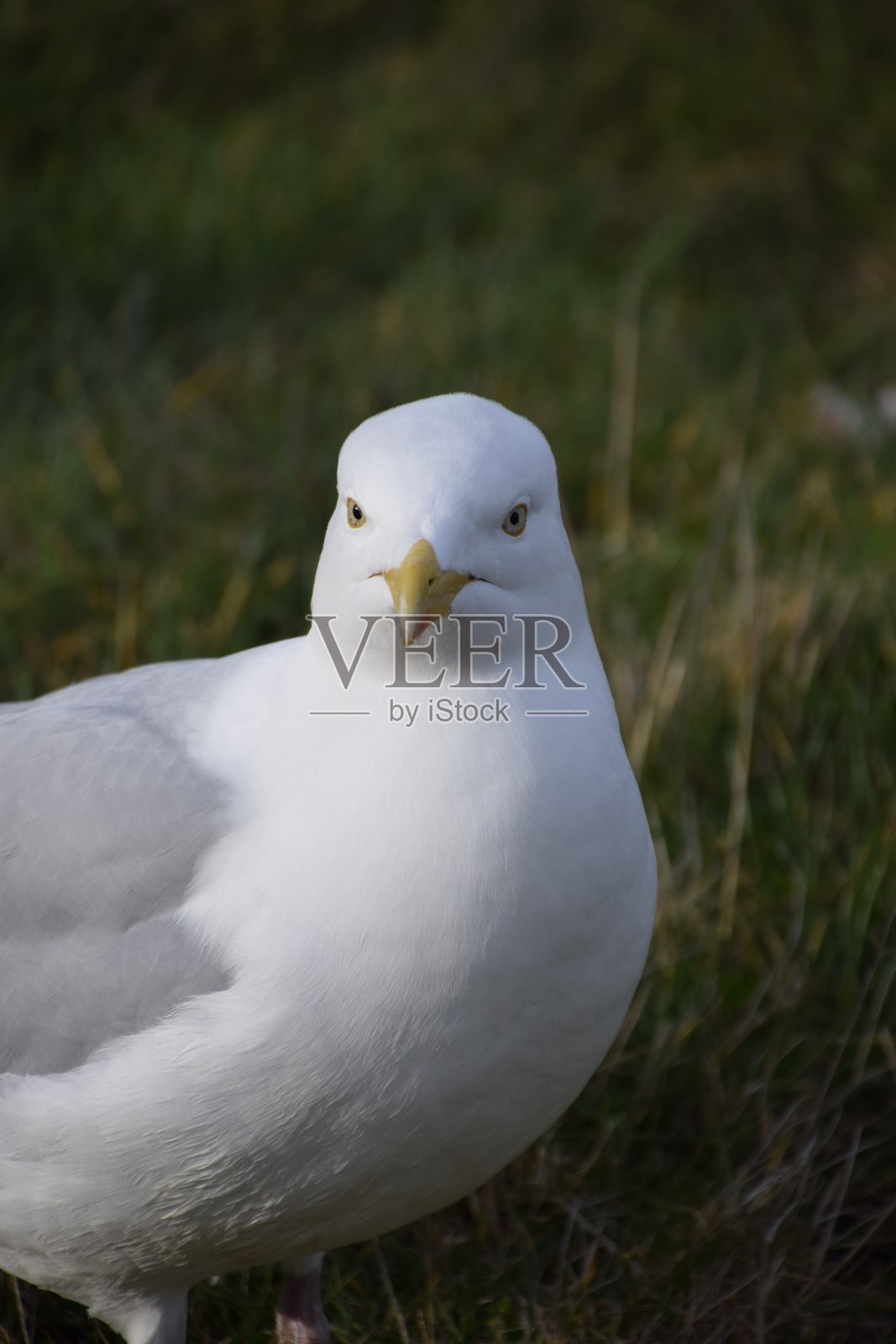 欧洲银鸥照片摄影图片