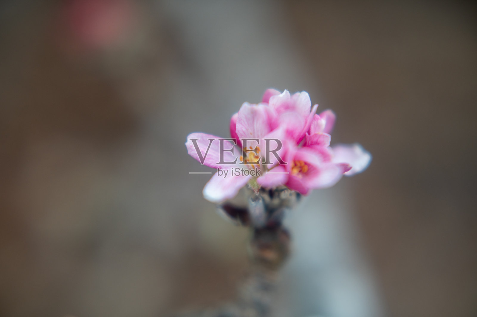 盛开的苹果枝特写照片摄影图片