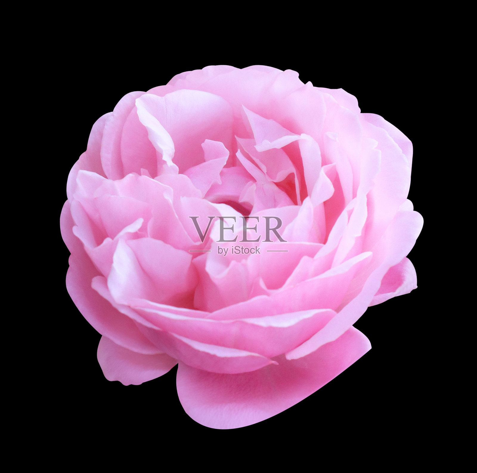 粉红玫瑰照片摄影图片