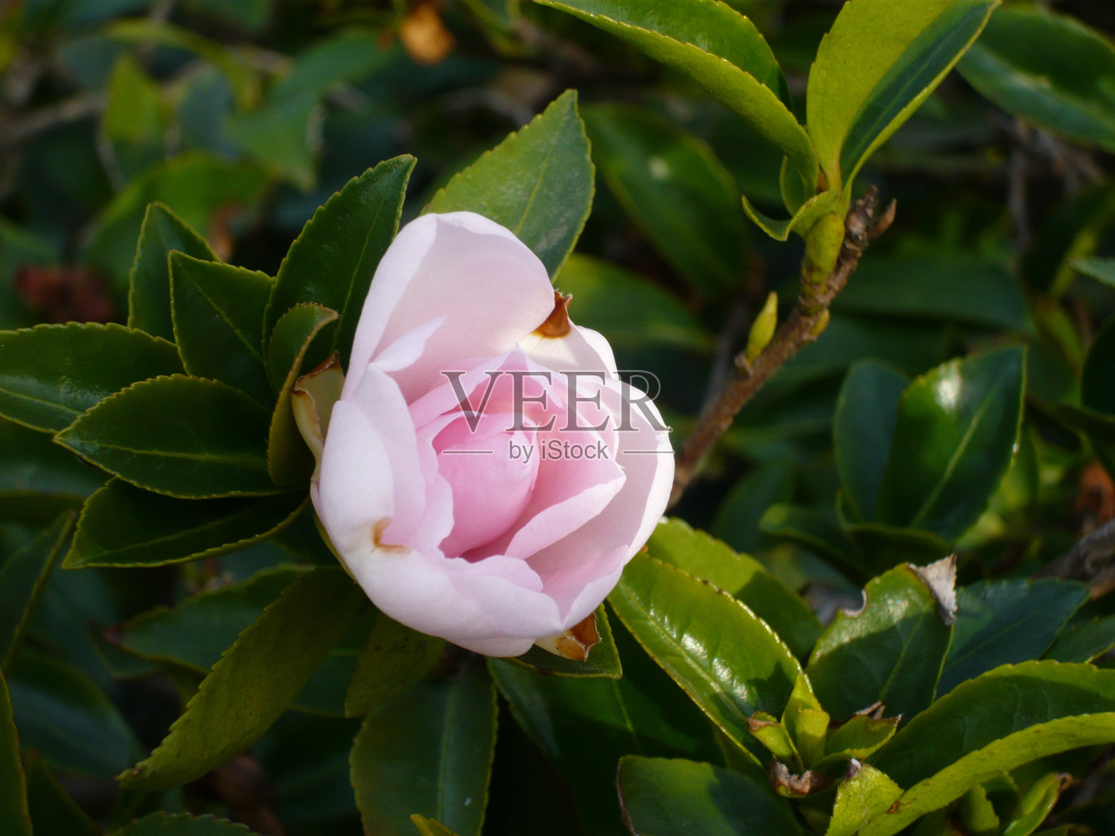 花照片摄影图片