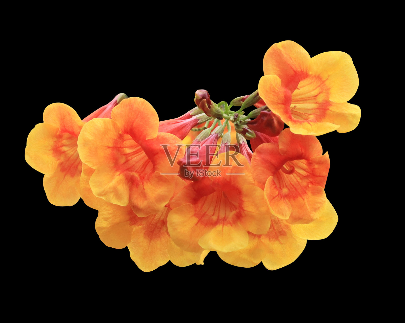 黄色喇叭花或黄色喇叭花。照片摄影图片