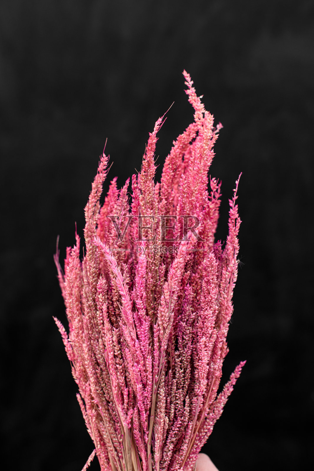 一束柔软的粉红色的花在一个黑暗的背景照片摄影图片