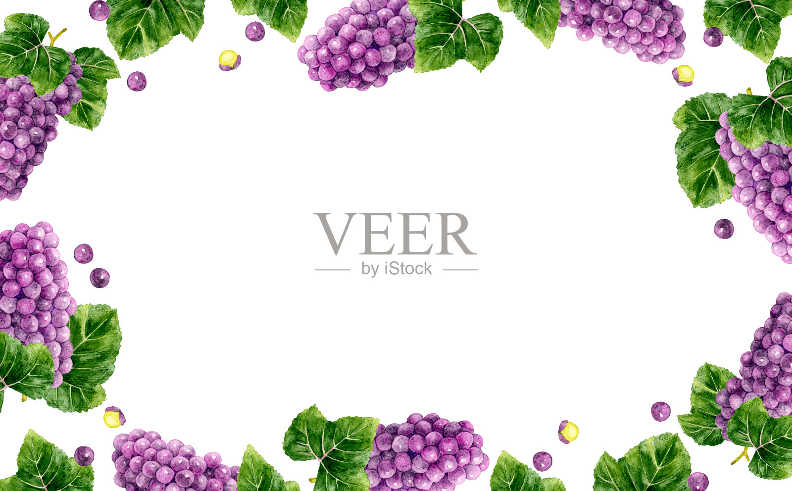 葡萄架。水果手绘水彩插画背景。插画图片素材