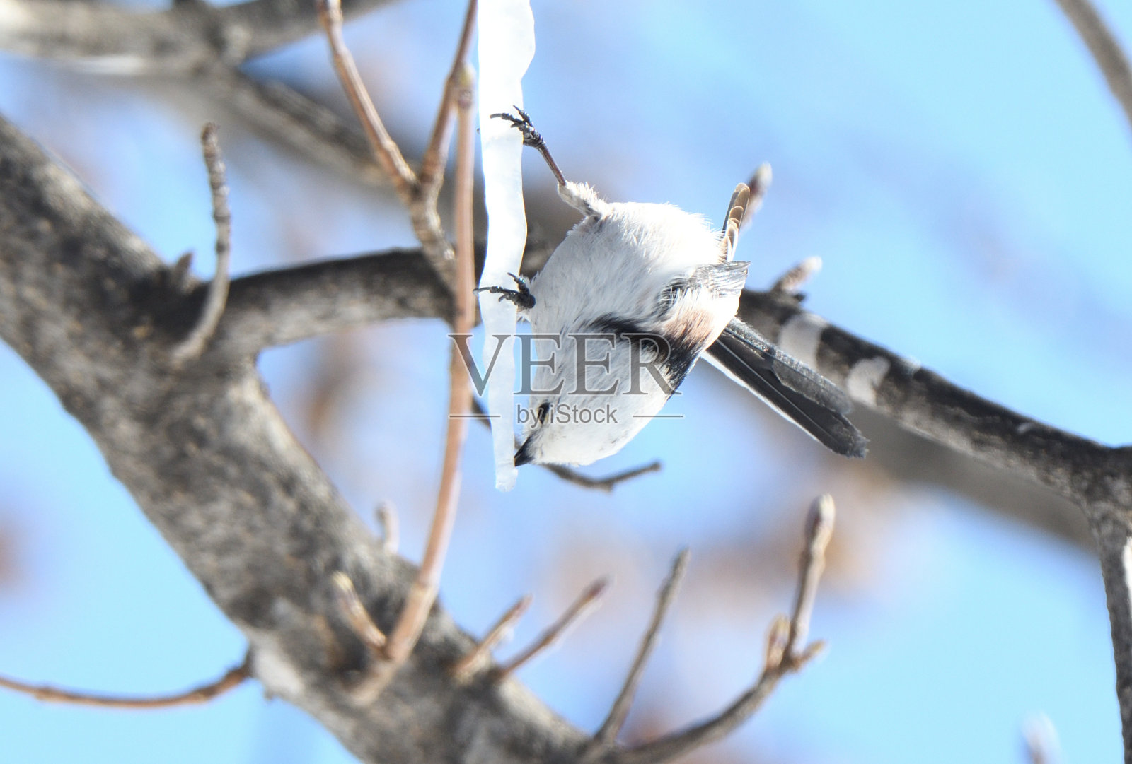 北海道冬季公园里，一只长尾山雀正在舔枫树上形成的冰柱。照片摄影图片